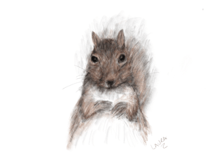 Friendly Squirrel Greeting Card